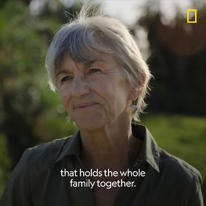 From rumbles to roars, elephants have a lot to say. Dr. Joyce Poole of ElephantVoices discusses some of the many vocalisations that they use to communicate with each other. #SecretsOfTheElephants | National Geographic Australia