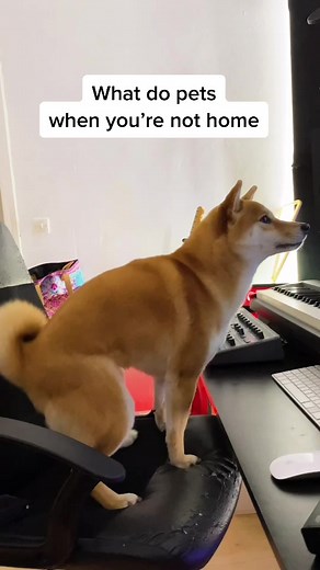 The Secret Life of Pets: Songs and Soundtrack Revealed