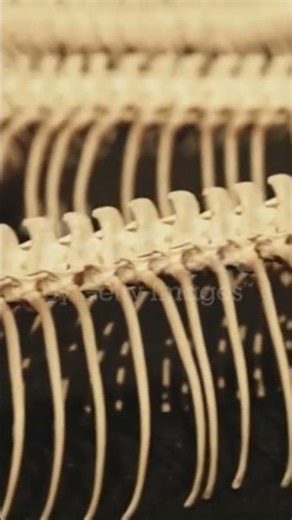 "Real Snake Skeleton | Rare Snake Bones Structure | Animal Facts"