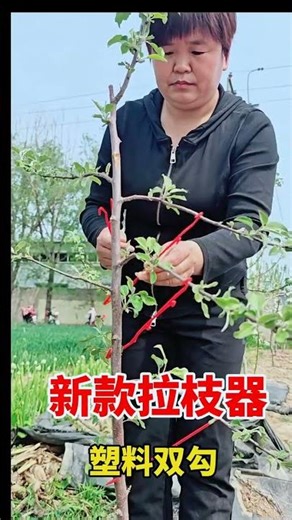 Fruit Tree Branch Shaping Tool 🌳✂️ | Easy Way to Train Branches for Better Growth & High Yield 🍎🌱