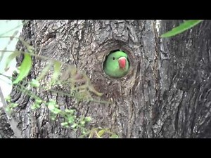 Rose Ringed Parakeet or Psittacula krameri feeding to Chick, nest in tree trunk.