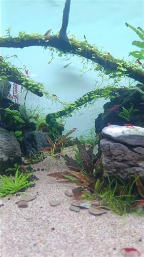 Beautiful Natural Aquarium ASMR|Relaxing Short Video|