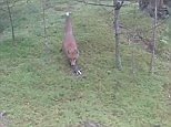Crafty fox steals man's car keys as he haplessly watches on