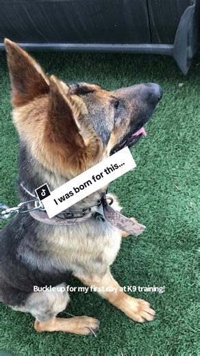 Boom-licious News Alert! Flashback to first day of K9 school for Dynamo Dora! Get this - she's not just any ordinary pup, oh no! 💥 She's rocks it as a top-notch explosive and gun sniffer! Stay tuned for some pawsome updates on our furry Dynamo Dora’s journey to greatness! Together, we'll sniff out trouble and keep our community safe! #K9School#ExplosiveSnifferDora #dynamodora#fyp#workingdogs#k9#germanshepherd #GunSnifferExtraordinaire #PawsomeProtector#dogsoftiktok