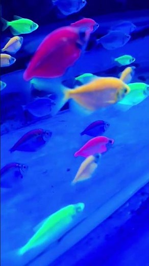 Glofish tetra #fish