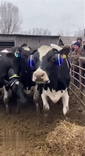 Cow Rave Party!