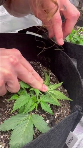 Last training/ defoliation before a week or so growth😁🍃🍃