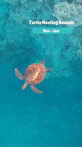 #HeadsUp, it’s turtle nesting season 🐢 From November to January, mama turtles emerge from the waves on to the beach of their birth. It takes almost three hours to dig her nest, lay her eggs and cover them safely. In just a few short months, her hatchlings will emerge from their sandy nest and make a dash for the ocean. #turtlesofinstagram #oceanreels #turtlehatchlings #turtlenesting #lovethereef #greatbarrierreef #turtletuesday #thisisqueensland #visitgladstone #visitbundaberg #exploretnq | Gre