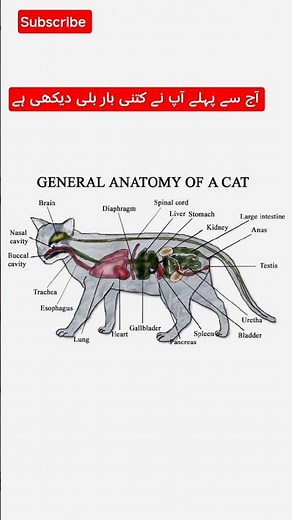 How a Cat's Body Works: Anatomy Explained 🧬