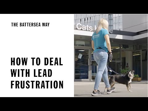 How To Deal With Lead Frustration | The Battersea Way
