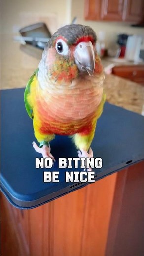 Talking conure parrot