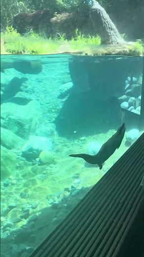 Animals at the Woodland Park Zoo!