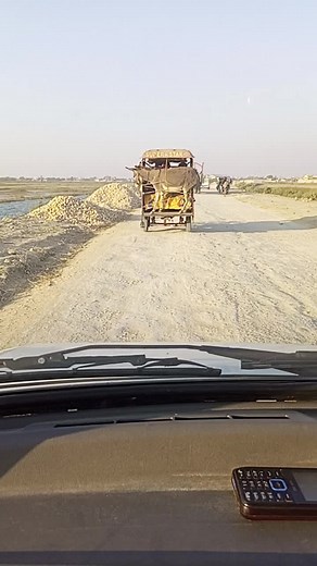 Donkey Pulling Cart on Rural Road