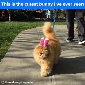 788K views · 26K reactions | This Is The Cutest Bunny I've Ever Seen | BuzzFeed Animals | Facebook