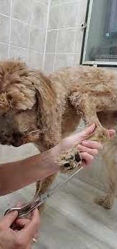 Trimming the hair on a dogs paw with scissors demo, Mini Labradoodle, dog grooming, no restraints