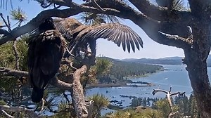62K views · 948 reactions | Always sad when they leave the nest. Watch as one of Jackie and Shadow's eaglets take their first flight. | USA TODAY | Facebook