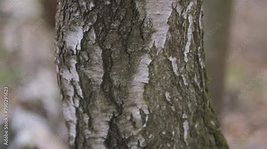 Harvesting Of Birch Sap. Collecting Sap From Silver Birch Tree In Spring. Betula Pendula. Early Spring Birch Give A Lot Of Juice. Steadicam Shot.