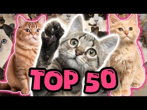 Top 50 Most Beautiful Cat Breeds in the World