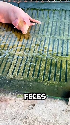 426K views · 1.4K reactions | Pig Farming on Fish Pond  #usafacts #usa #pig | Crazyworld | Facebook