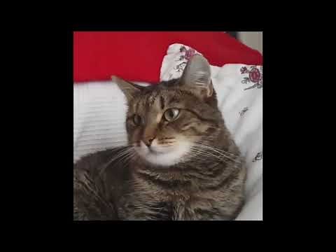 Grumpy Cat FUNNY reaction when a flower placed on his head