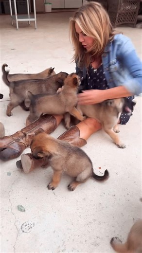 Lara Logan on Instagram: "🐾 PUPDATE from GOING ROGUE HQ 🐾 Behind the Scenes with Lara Logan is basically Animal Kingdom Live… She and her family just welcomed 10 new pups (Belgian Malinois / Husky mix) — every night is a love fest. 🐶💙 On her 5-acre ranchette she’s also raising: • 2 older pups • 1 Husky • 4 adult Malinois • Dahlia 🐕 • “Studio Dog” Honey (always on her lap during interviews) • 4 newborn kittens 🐱 • 2 older kittens • 5 grown cats That’s 30 animals in all, and somehow she stil