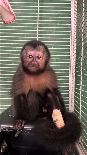 POR QUÊ MACACO-PREGO É PREGO?