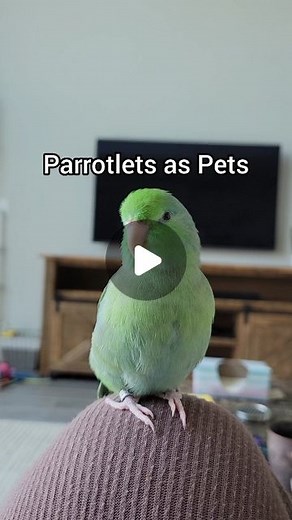 Jen Greenberg on Instagram: "Pacific parrotlets are a tiny parrot from Central and South America. At only around 28 grams and 5 inches long, they are the smallest parrots commonly kept as pets. Despite their tiny stature, they are one of the biggest personalities. Parrotlet personalities may vary bird to bird, but generally, they are: Cuddly - Most parrotlets (if properly handled) enjoy cuddling and scritches. Cute - Need I say more. Energetic - Parrotlets are medium-high energy and need plenty 
