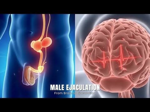 Male Ejaculation Explained | What Really Happens During Ejaculation?