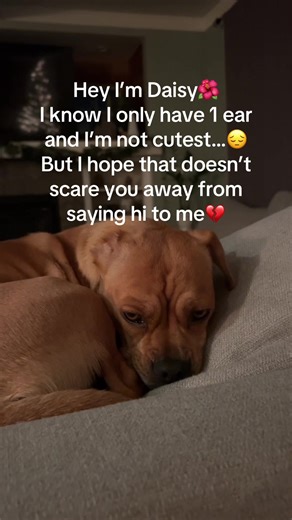 Meet Daisy: The One-Eared Dog with a Big Heart