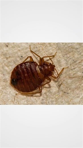 Bed Bug Anatomy / Life Cycle of Bed Bugs ##Bed Bugs##