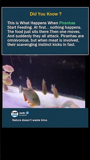 this is What Happens When Piranhas Start Feeding
