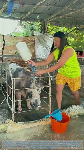 Tränksystem für Schweine! Wasserversorgung mittels Schwerkraft