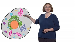 What is Cytoplasm? • iBiology