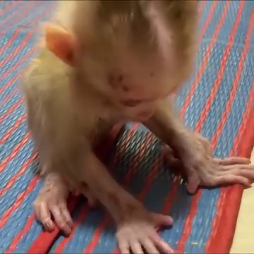 Poor baby monkey now his better than everyday. so his can walk ❤️. | Animal Home