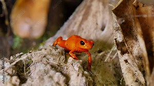 Vibrant Strawberry Red Poison Arrow Dart Frog on Forest Floor - Close-Up of Exotic Amphibian in Natural Habitat