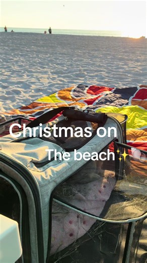 Bunny Holiday Adventures on the Florida Beach