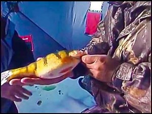 Devils Lake Ice Fishing Jumbo Perch Babe Winkelman Good Fishing