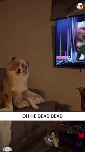 Hilarious Dog Moments That Will Make You Laugh