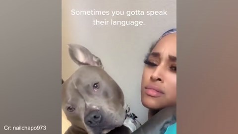 When dogs hilariously act like humans