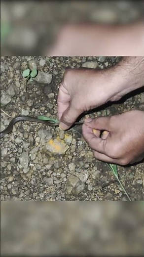 Baby Cobra Rescue #venomous #shorts #youtubeshorts