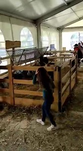 9K views · 242 reactions | LES CHÈVRES DE MONTAGNE ! Pour tout savoir sur les races de chèvres présentes en Pays de Savoie. Présentation avec Bernard Marchand, président du syndicat caprin de Haute Savoie. Rencontre faite par Alain Mollo à l'occasion de la fête du Printemps des chèvres à Faverges (Haute-Savoie-France). Faverges Chevrerie de Vesonne . Bernard Marchand #chevredemontagne #caprin | La Place du Village | Facebook