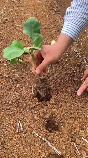 🪵🌱 Planting Vegetable Sapling with Wooden Dibber Tool
