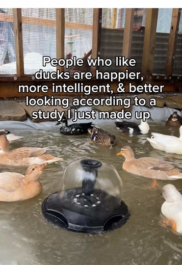 My ducks peer-reviewed the study so it’s obviously true 🦆 #DunkinDucks #PetDucks #CallDucks #BackyardDucks #HobbyFarm