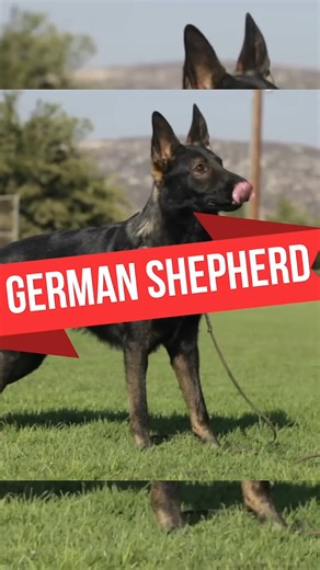 German Shepherd Secrets: What Makes Them So Versatile? 🤔 #shorts | Dogumentary TV