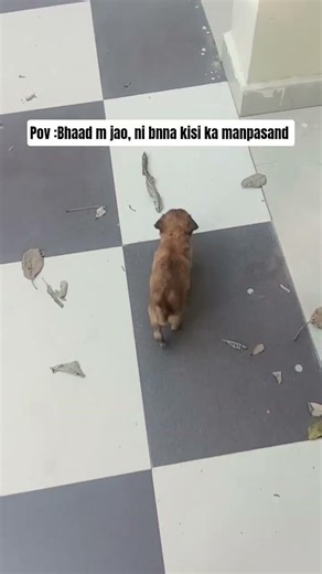 cute puppy walking away #puupy #cute #trendingshorts #bekindtoanimals