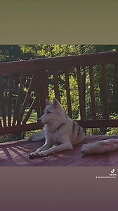 2.2K views · 77 reactions | Love this girl so much. People ask if wolves can love ❤️ wolves love large and are on of the most faithful animals there is. We as humans can learn so much about love, loyalty and care by observing them. | Guardians Of The Wolves | Facebook