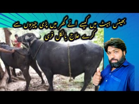 How did you get into Buffalo Hat? ll bhins het min kise aye l Animal Love Punjab