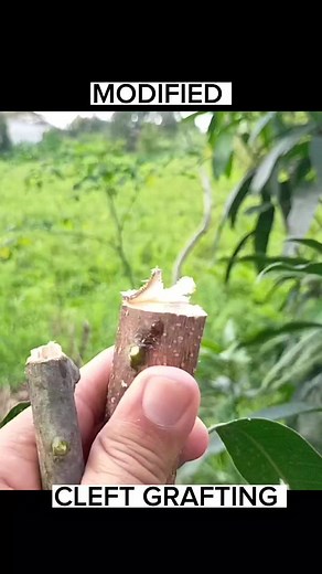 9.2K views · 191 reactions | What is grafting? Grafting is the...
