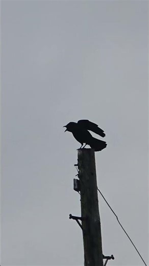 #wildlife #nature #BIRDS #CROW #banashree