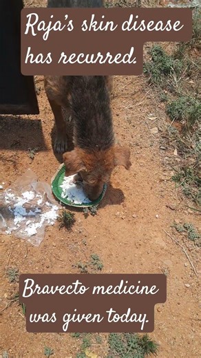Raja’s skin disease has recurred. He was given Bravecto today, along with other skin supportive meds
